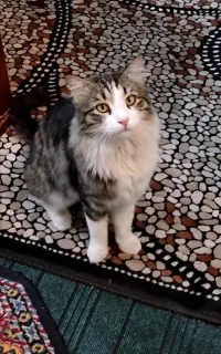 گربه domestic Longhair