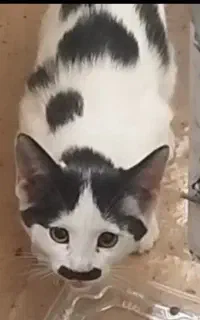 گربه