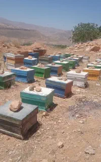 زنبور عسل از نژاد کارنیکا