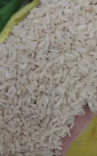 برنج لنجان اصل