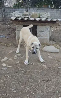 توله سگ سرابی اصیل 10ماهه