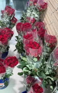 رز هلندی ۷۵هزار
