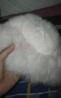 کلاه پشمی سفید و نو