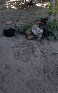 جوجه