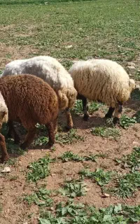 سه عدد گوسفند و دو تا بره ماده