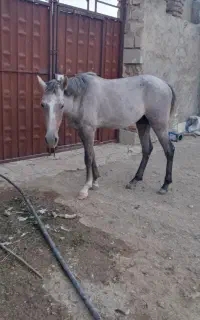 اسب گم شده