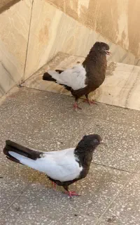 کبوتر