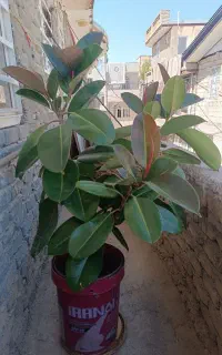 فروش گل‌های طبیعی
