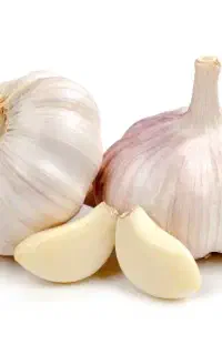 سیر خشک ونایی