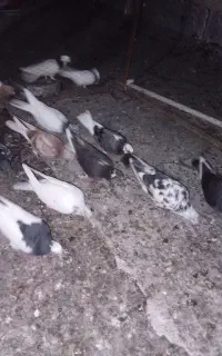 کبوتر پرنده