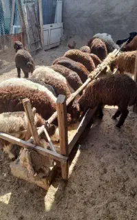 فروش گوسفند زنده بره نر و ماده