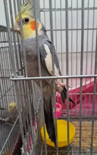 عروس هلندی نر مست