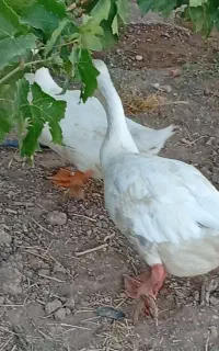 غاز و اردک نر جوان