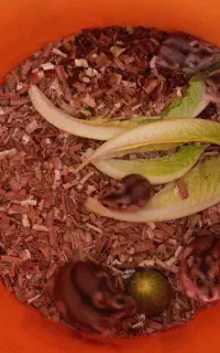 یه جفت همستر