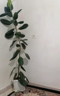 گل طبیعی زیبا