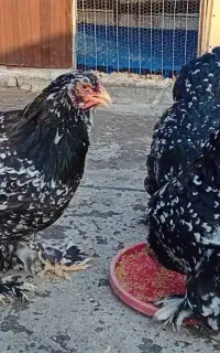 جوجه برهما بلک متلد