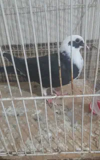 مجسمه کبوتر