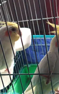 یک جفت عروس هلندی