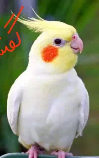 عروس هلندی گمشد در محدوده ظفر و غفاری