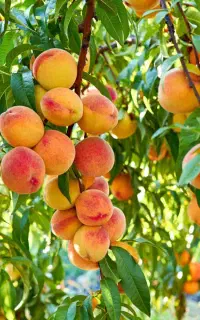 هلو درشت زعفرانی درجه ۱ باکیفیت
