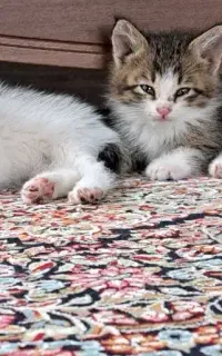 بچه گربه