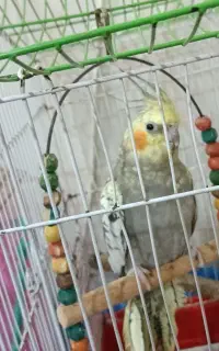 عروس هلندی