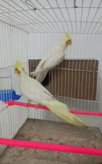 مداد عروس هلندی