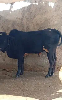 دوتا ورزا کوله آس شیر مست