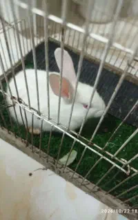 خرگوش چشم شرابی