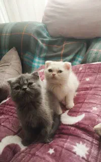 گربه اسکاتیش