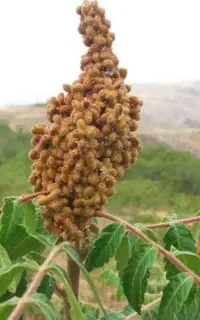 سماق درجه یک