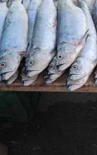 فروش ماهی خارودرجه یک وتازه