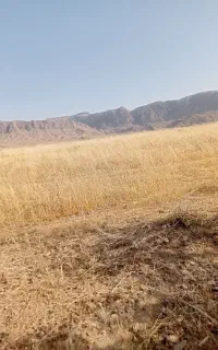 گندم بش دونه ریز به شرط چاقو