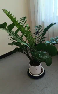 گل و گیاه