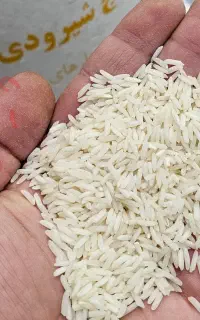 برنج شیرودی