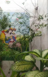گل کاغذی