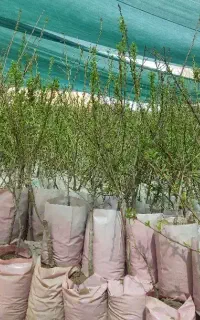 نهالستان میوه و بادام گلدانی مقاوم به سرما