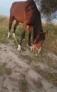 اسب نر دوساله کهر پدر دره شوری مادر عرب