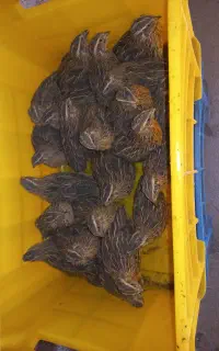 بلدرچین