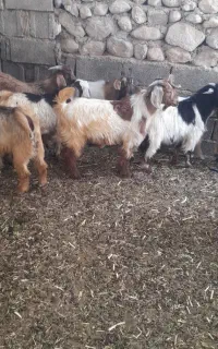 21کهره نر برای فروش