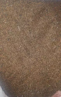 تخم شبدر