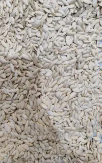 تخمه کدو مشهدی