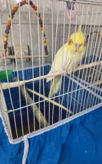 عروس هلندی