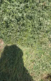 یونجه