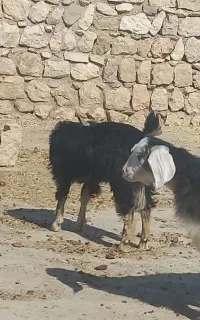 ۵ عدد بزغاله نر وماده