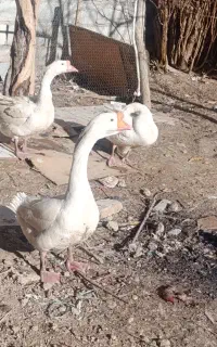 قو غاز