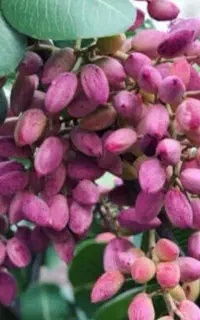 راز یک کشت پربازده تغذیه اصولی خاک
