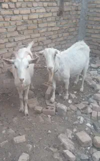 بز سانن