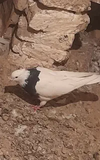 کلفه ماده اویناق معاوضه بانر