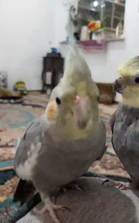 یک جفت عروس هلندی فروشی  هست
